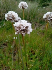 Sea thrift (Armeria pseudarmeria)