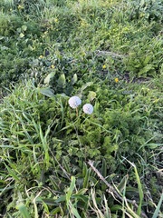 Sea thrift (Armeria pseudarmeria)