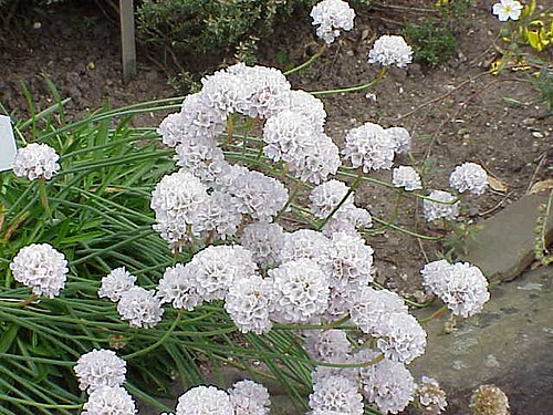 Sea thrift: Species : Armeria pseudarmeria Family : Plumbaginaceae Image No. 2
