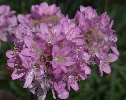 Sea thrift: Armeria pseudarmeria