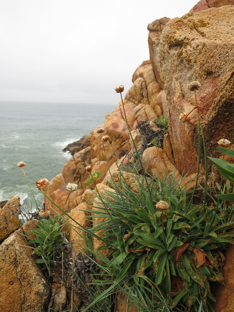 Sea thrift (Armeria pseudarmeria)