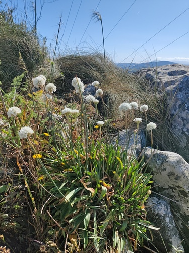 Sea thrift (Armeria pseudarmeria)