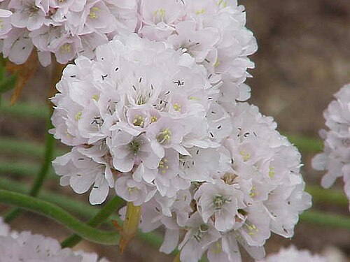 Sea thrift: Species : Armeria pseudarmeria Family : Plumbaginaceae Image No. 1