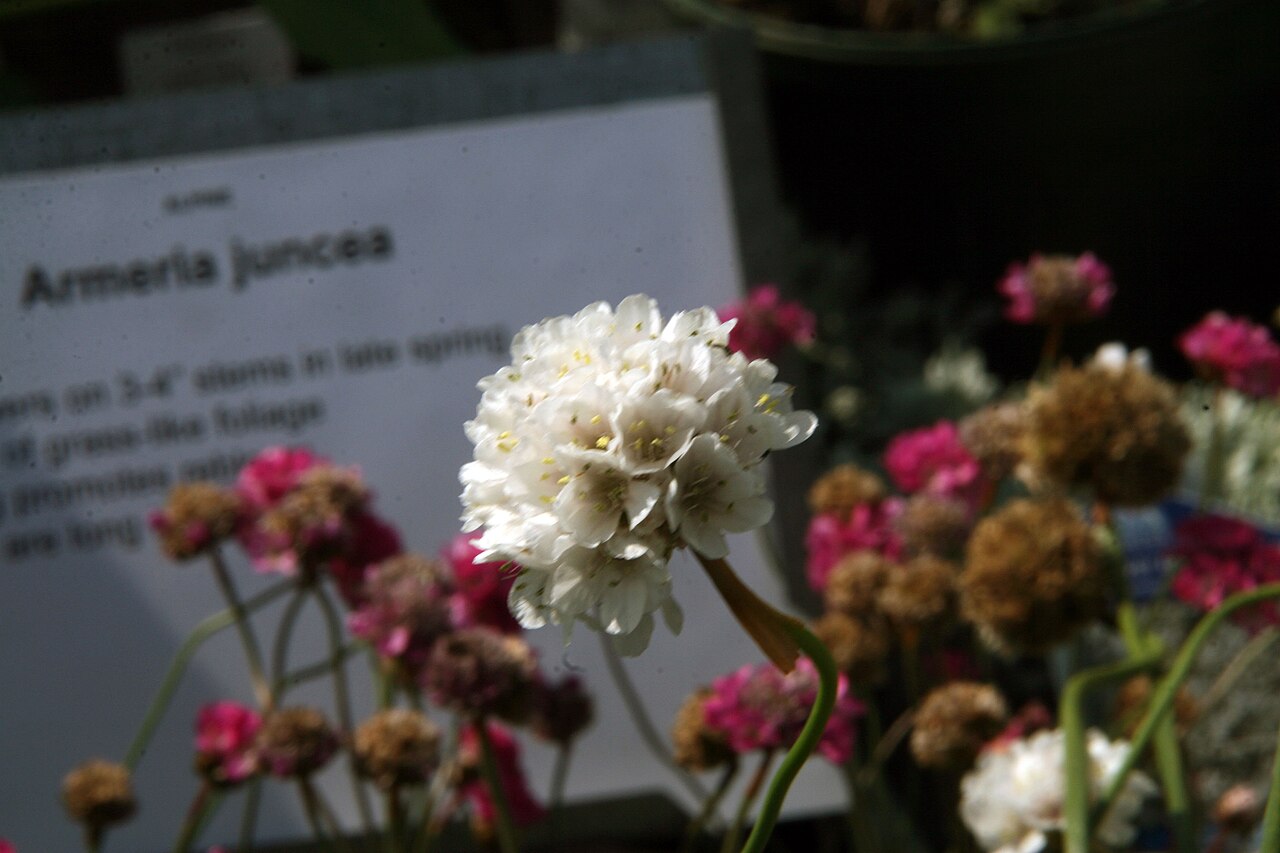 Sea thrift: Location taken: Behnke Nurseries, Potomac MD USA. Names: Armeria pseudarmeria 'Joystick Mix' Classification: Plantae > Tracheophyta > Spermatopsida > Caryophyll