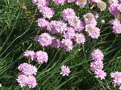 Sea thrift: Armeria pseudarmeria