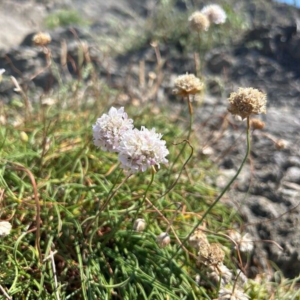 Armeria ruscinonensis (Armeria ruscinonensis)