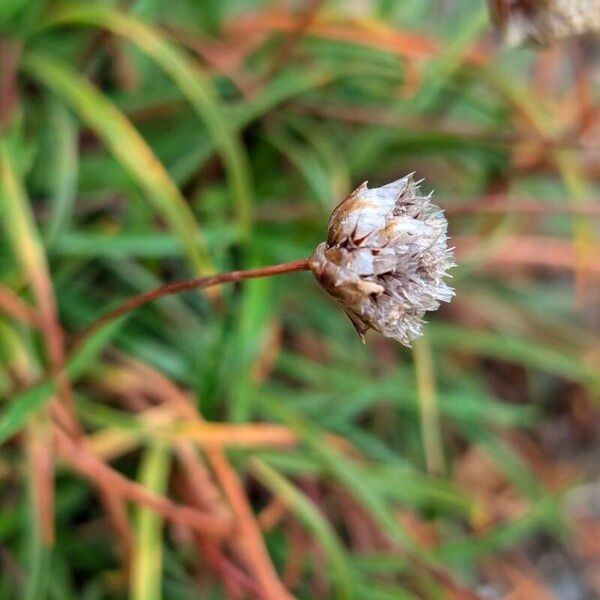 Armeria ruscinonensis (Armeria ruscinonensis)