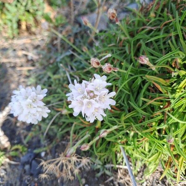 Armeria ruscinonensis (Armeria ruscinonensis)