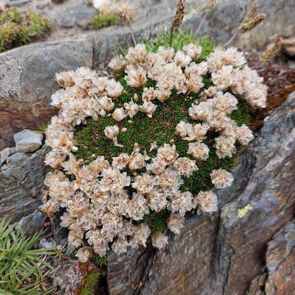 Armeria ruscinonensis (Armeria ruscinonensis)