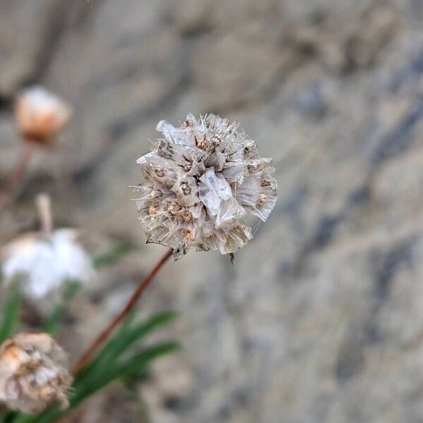 Armeria ruscinonensis (Armeria ruscinonensis)