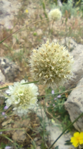 Armeria villosa (Armeria villosa)