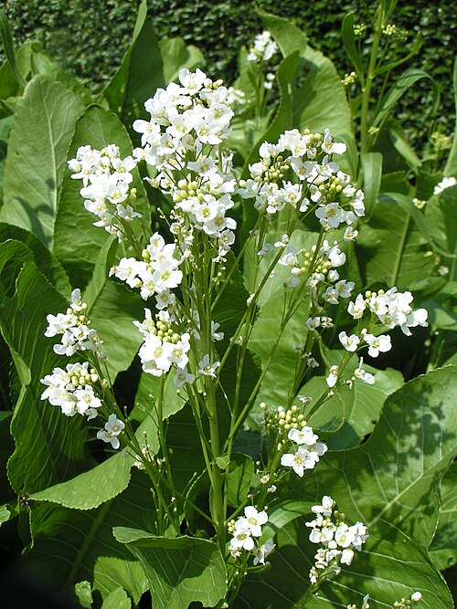 Horseradish: Horseradish flowers ( Armoracia rusticana , syn. Cochlearia armoracia ) in Utrecht University Botanic Gardens , Netherlands.