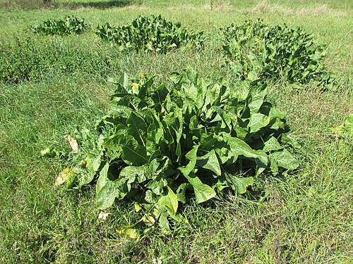 Horseradish: Meerrettich ( Armoracia rusticana ) auf einer Streuobstwiese bei Bischmisheim