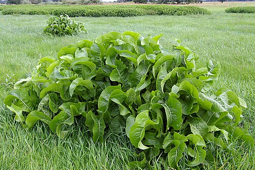 Horseradish: Group of plants (or giant individual plant?) from the Horseradish , Armoracia rusticana , in the Elbe floodplains.