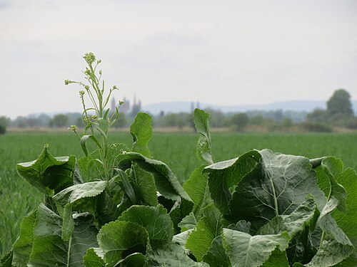 Horseradish: Meerrettich ( Armoracia rusticana ) im Hockenheimer Rheinbogen