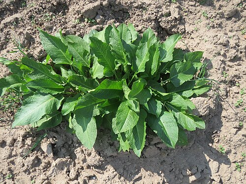 Horseradish: Grundblätter vom Meerrettich ( Armoracia rusticana ) auf einer Ackerbrache in Hockenheim