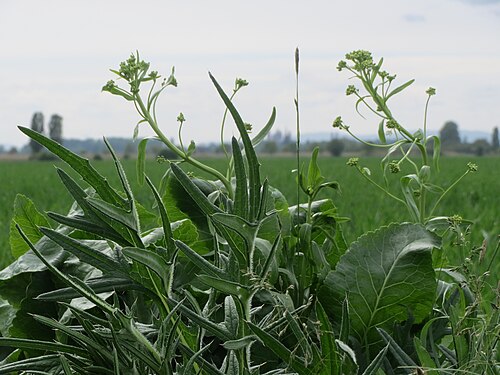 Horseradish: Meerrettich ( Armoracia rusticana ) im Hockenheimer Rheinbogen