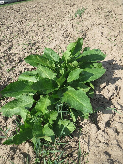 Horseradish: Grundblätter vom Meerrettich ( Armoracia rusticana ) auf einer Ackerbrache in Hockenheim