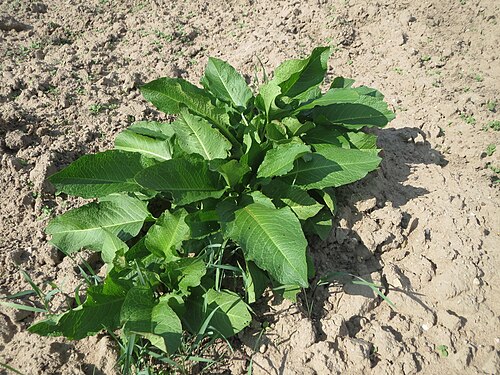 Horseradish: Grundblätter vom Meerrettich ( Armoracia rusticana ) auf einer Ackerbrache in Hockenheim