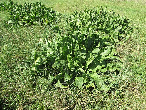 Horseradish: Meerrettich ( Armoracia rusticana ) auf einer Streuobstwiese bei Bischmisheim