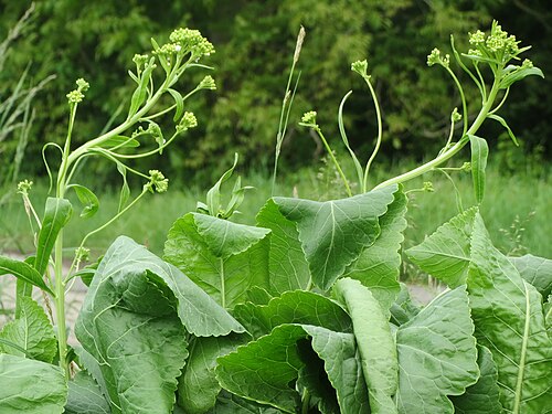 Horseradish: Meerrettich ( Armoracia rusticana ) im Hockenheimer Rheinbogen