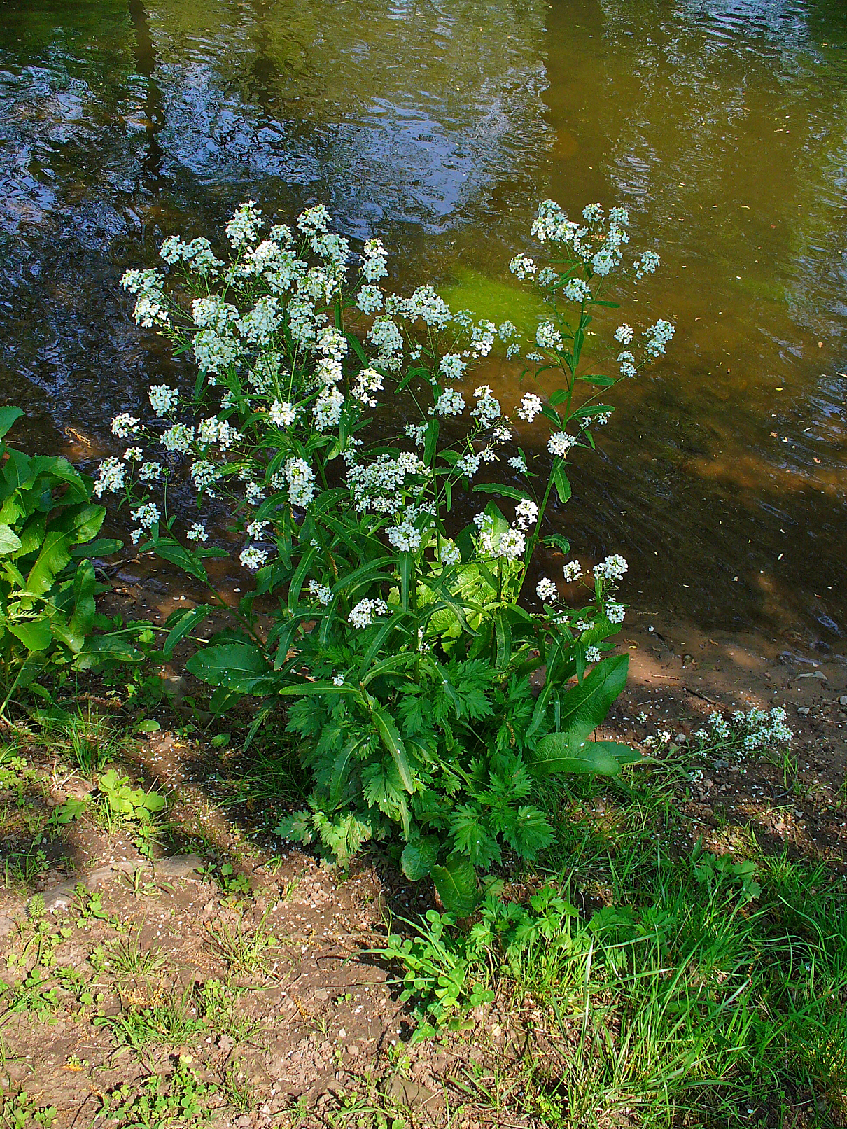 Horseradish: Armoracia rusticana , Brassicaceae, Horseradish, habitus; Karlsruhe, Germany. The fresh rootstock is used in homeopathy as remedy: Armoracia