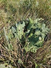 Siberian horseradish (Armoracia sisymbrioides)