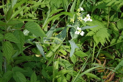 Siberian horseradish (Armoracia sisymbrioides)