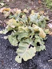 Siberian horseradish (Armoracia sisymbrioides)
