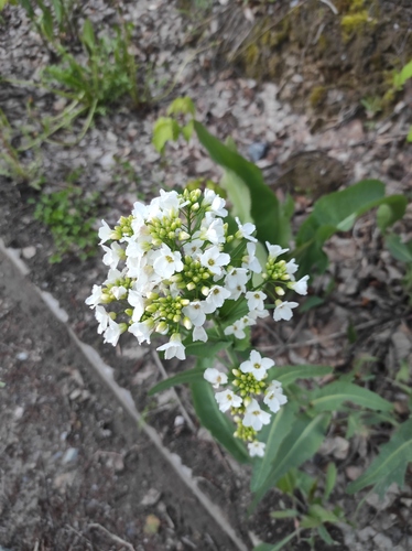 Siberian horseradish (Armoracia sisymbrioides)