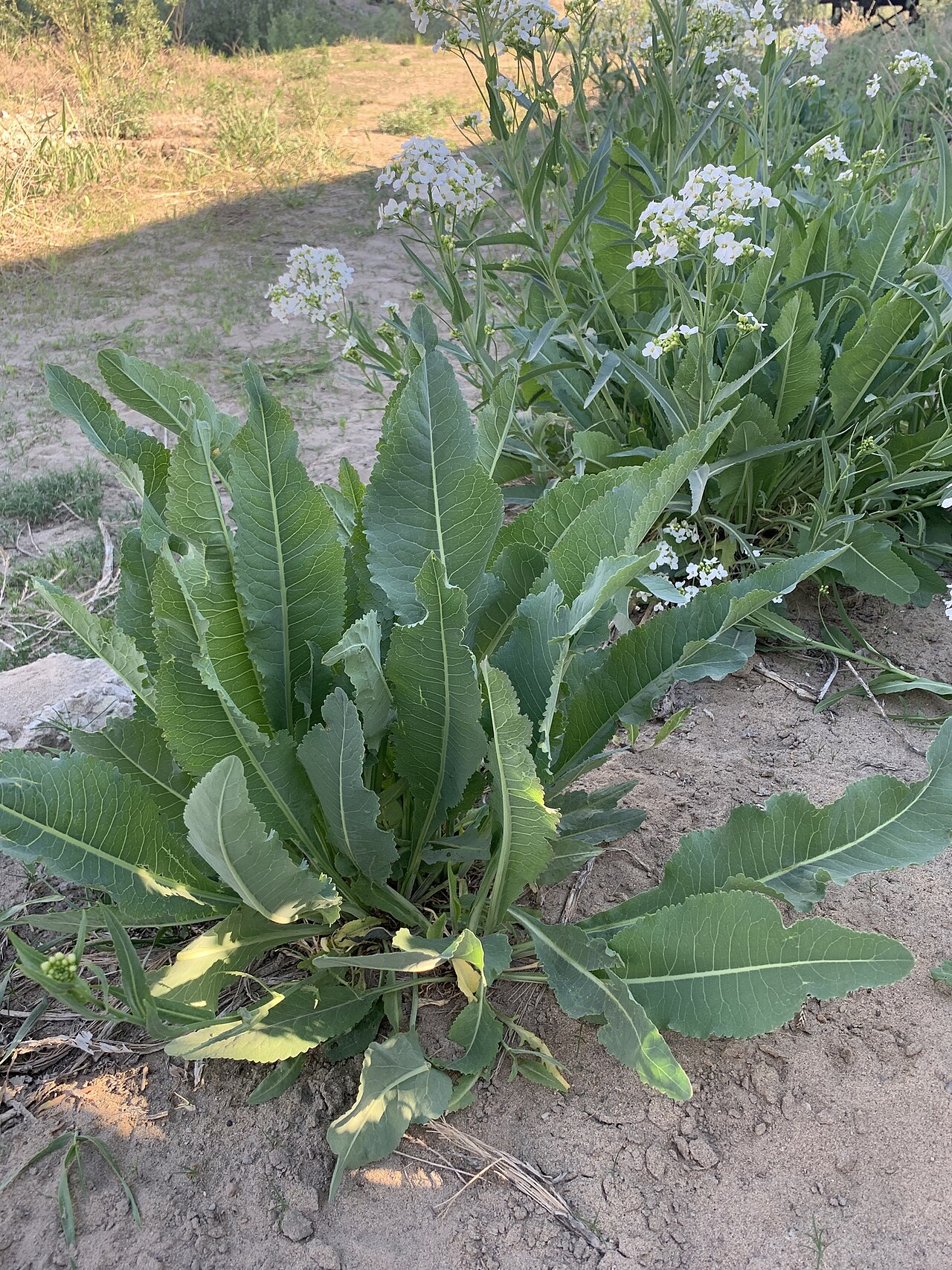 Siberian horseradish: Armoracia sisymbrioides