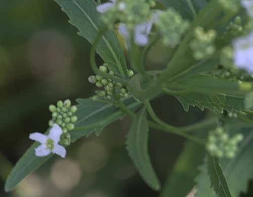 Siberian horseradish (Armoracia sisymbrioides)