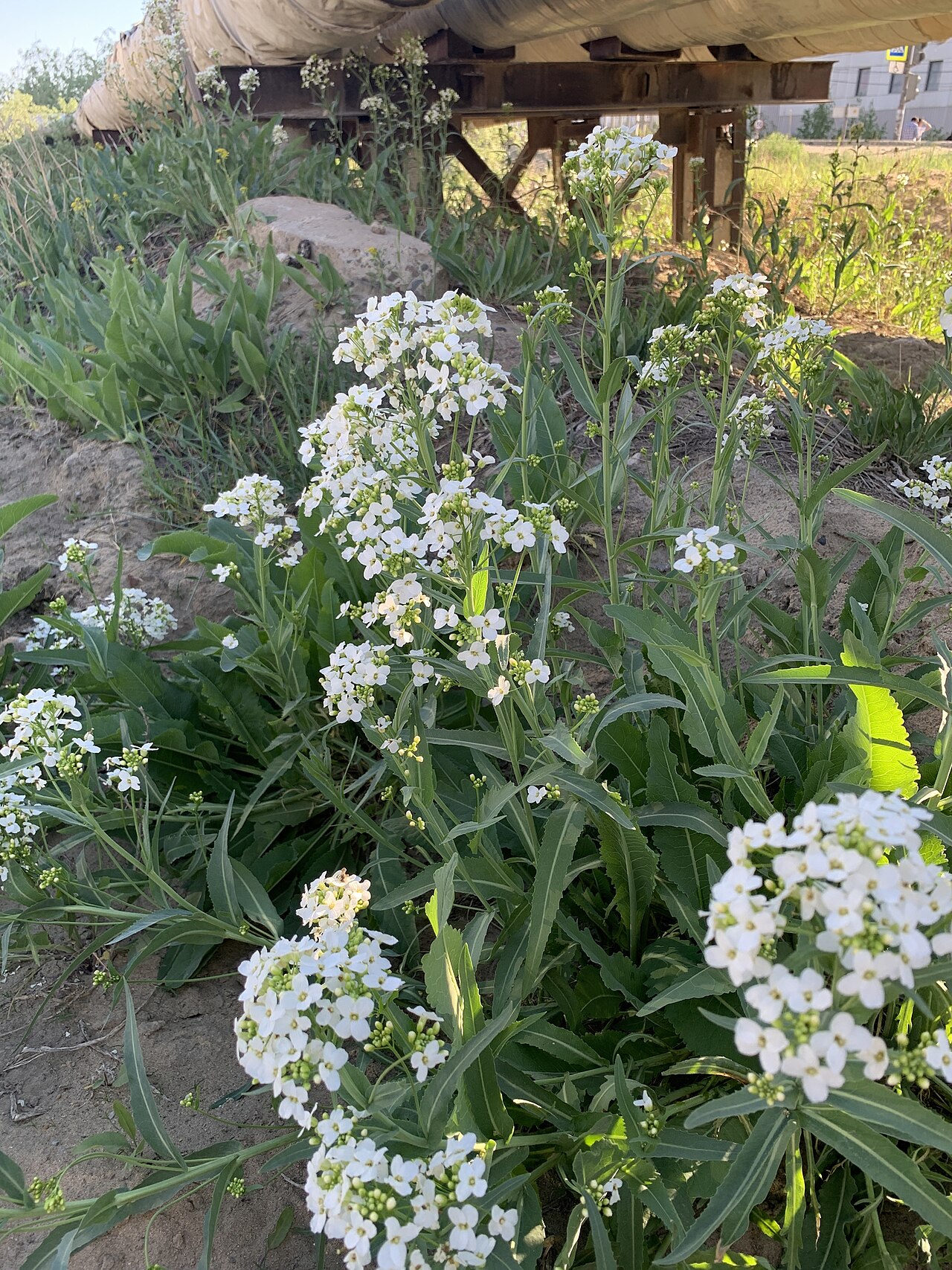 Siberian horseradish: Armoracia sisymbrioides