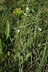 Siberian horseradish (Armoracia sisymbrioides)