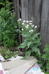 Siberian horseradish (Armoracia sisymbrioides)