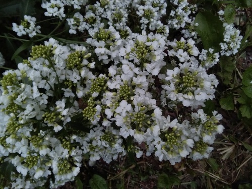 Siberian horseradish (Armoracia sisymbrioides)