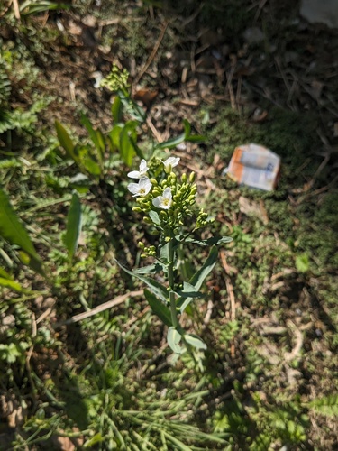 Siberian horseradish (Armoracia sisymbrioides)