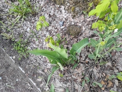 Siberian horseradish (Armoracia sisymbrioides)