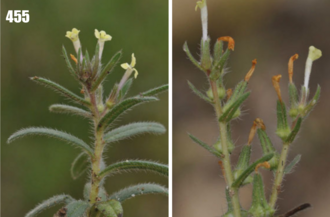 Arnebia decumbens: Arnebia decumbens, Tajikistan