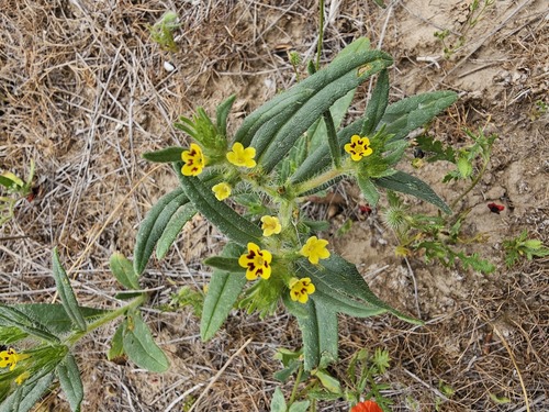 Arnebia decumbens (Arnebia decumbens)