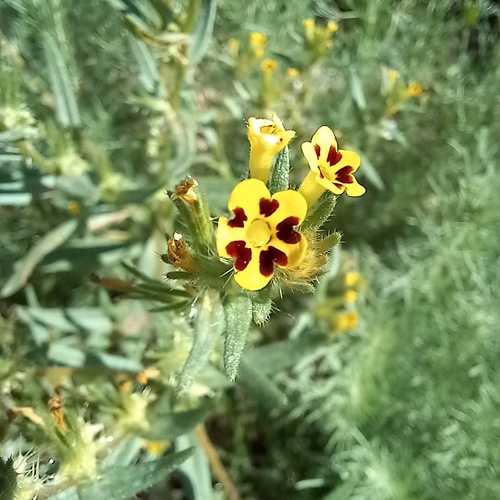 Arnebia decumbens (Arnebia decumbens)