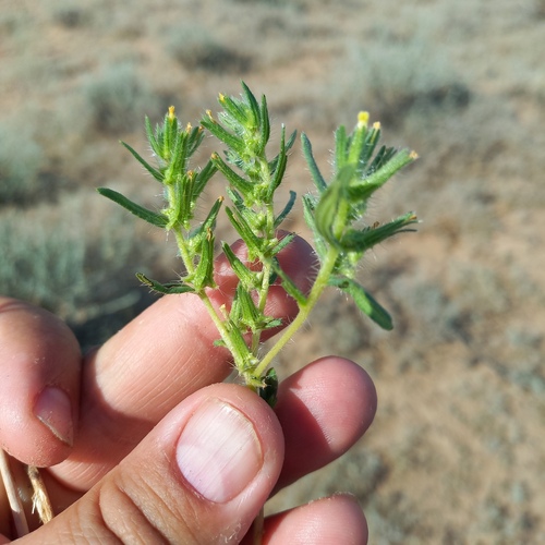 Arnebia decumbens (Arnebia decumbens)