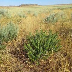 Arnebia decumbens (Arnebia decumbens)