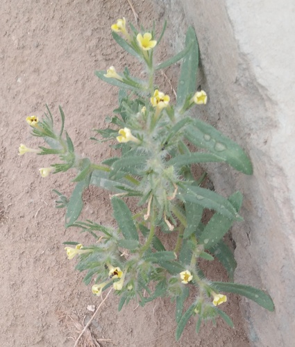 Arnebia decumbens (Arnebia decumbens)