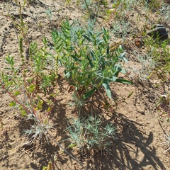 Arnebia decumbens (Arnebia decumbens)