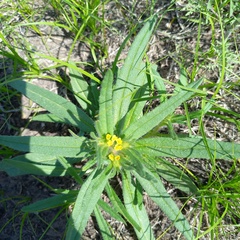 Arnebia decumbens (Arnebia decumbens)