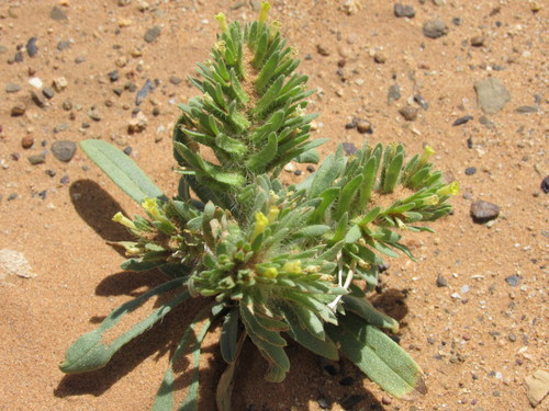 Arnebia decumbens (Arnebia decumbens)