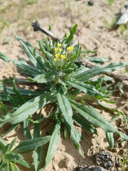 Arnebia decumbens (Arnebia decumbens)