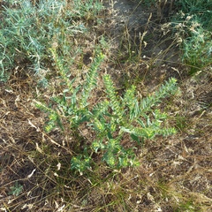 Arnebia decumbens (Arnebia decumbens)