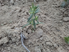 Arnebia decumbens (Arnebia decumbens)